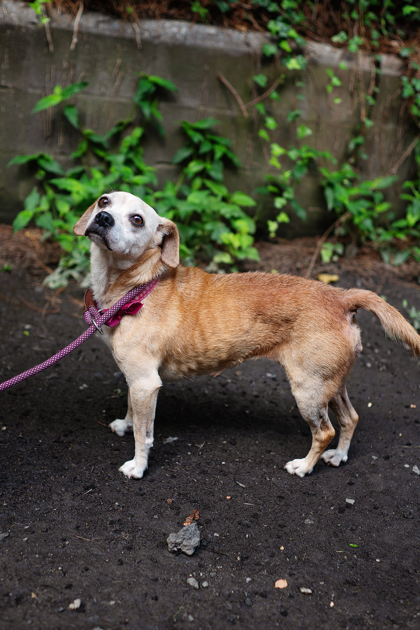Lucky Girl (Foster) 3