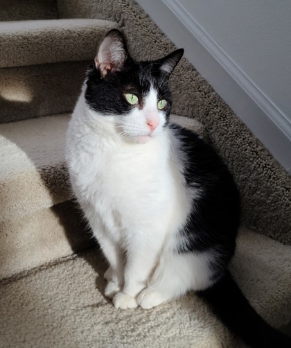 Fluffy 2