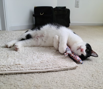 Fluffy 3