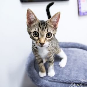 Nellie