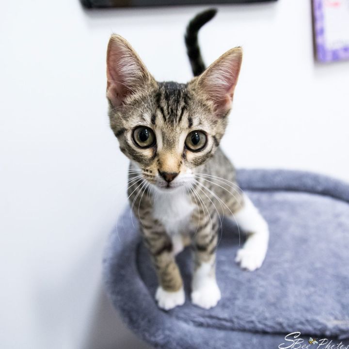 Nellie 1