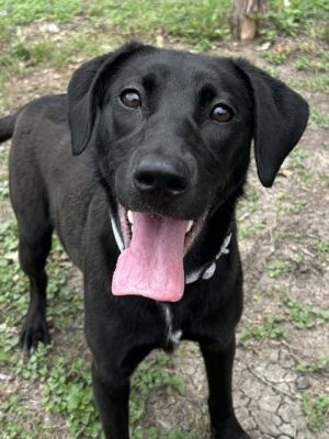 Ramen, Adult Female Retriever