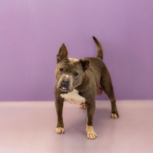 Pen 187 C Lucy Pit Bull Terrier Dog