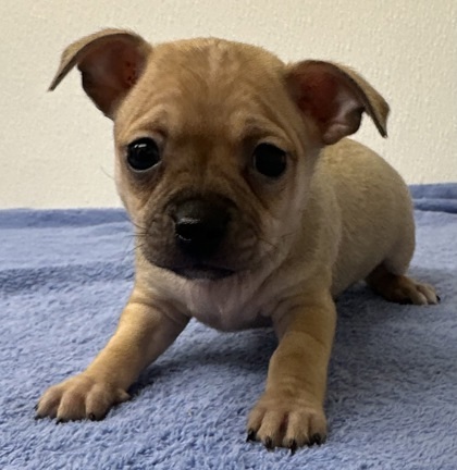 Bernard