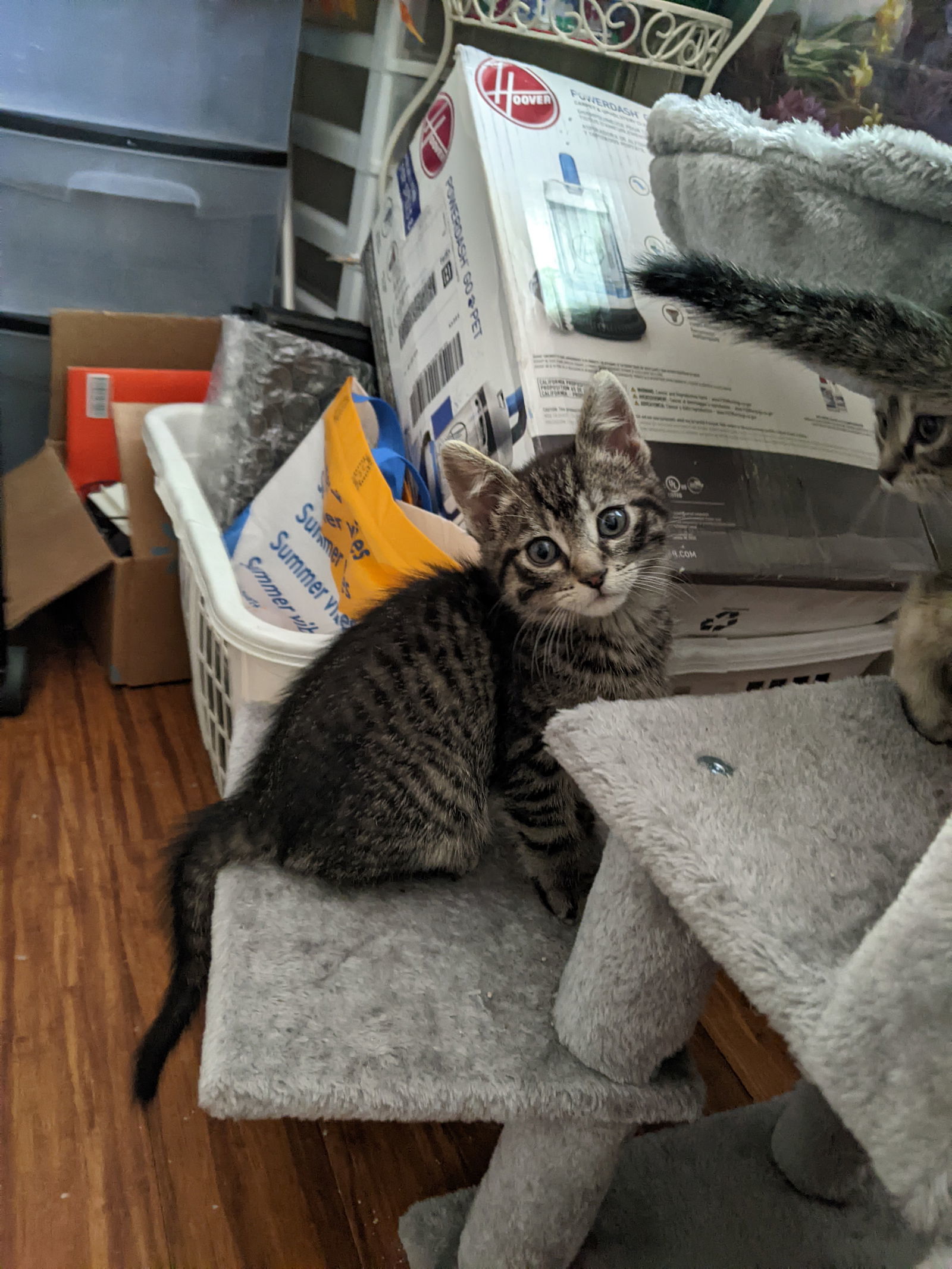 Dobby C4641 - ADOPTION BEING FINALIZED