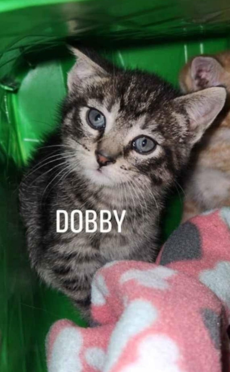 Dobby C4641 - ADOPTION BEING FINALIZED