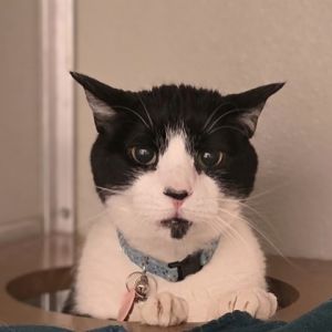 Lucky, Baby Male Domestic Medium Hair