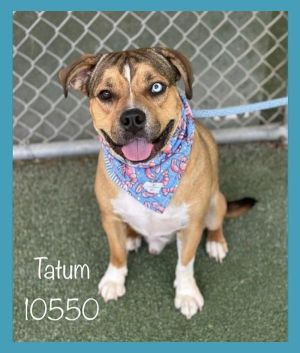 Primary Color Tri Color Weight 55lbs Age 2yrs 0mths 0wks Animal has been Neutered