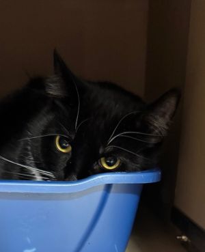 Primary Color Black Secondary Color White Weight 101875lbs Animal has been Spayed