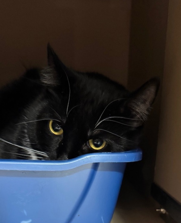 Molly, an adoptable Domestic Short Hair in Spokane Valley, WA, 99212 | Photo Image 1