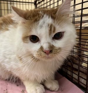 Primary Color White Secondary Color Orange Weight 84lbs