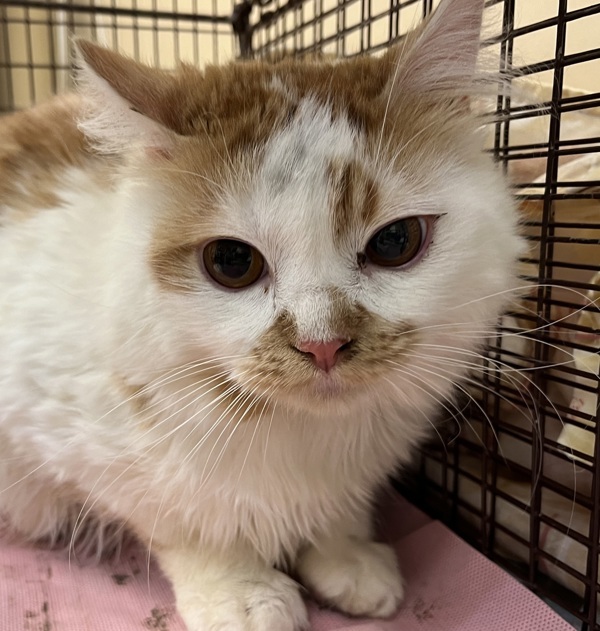 Dorito, an adoptable Domestic Medium Hair in Spokane Valley, WA, 99212 | Photo Image 1