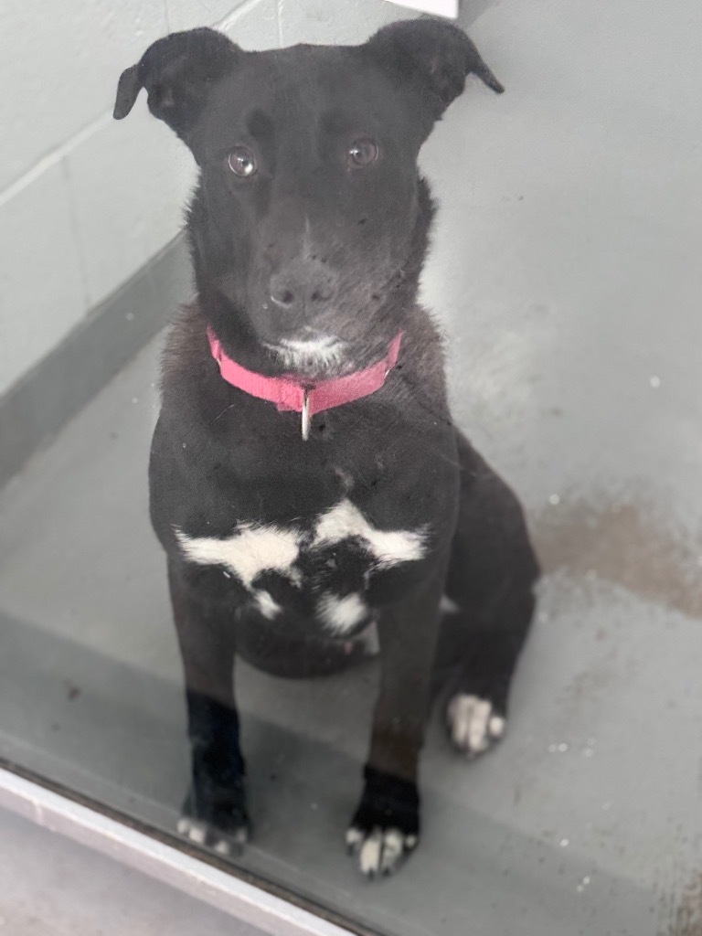 Deacon, an adoptable Labrador Retriever, Mixed Breed in Crandon, WI, 54520 | Photo Image 1