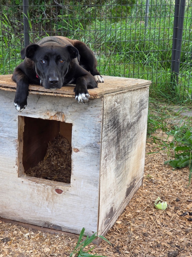Deacon, an adoptable Labrador Retriever, Mixed Breed in Crandon, WI, 54520 | Photo Image 1