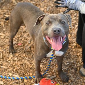 Tornado, Adult Male Mixed Breed