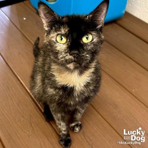 Julia, Adult Female Domestic Short Hair