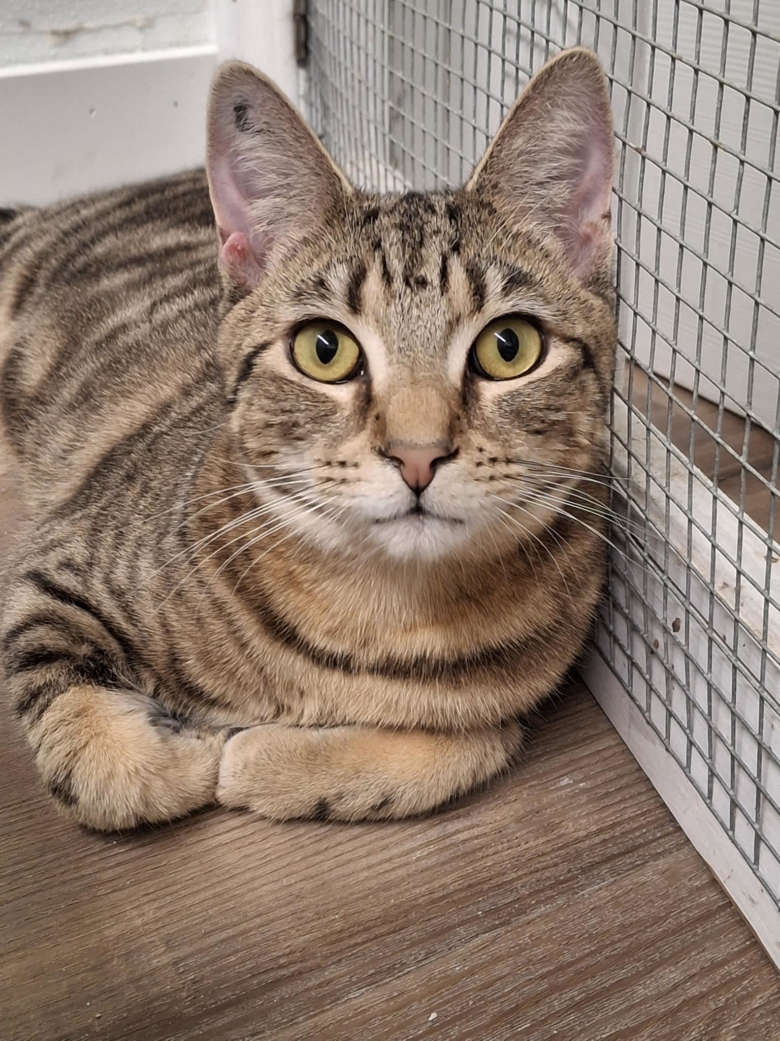 Luca