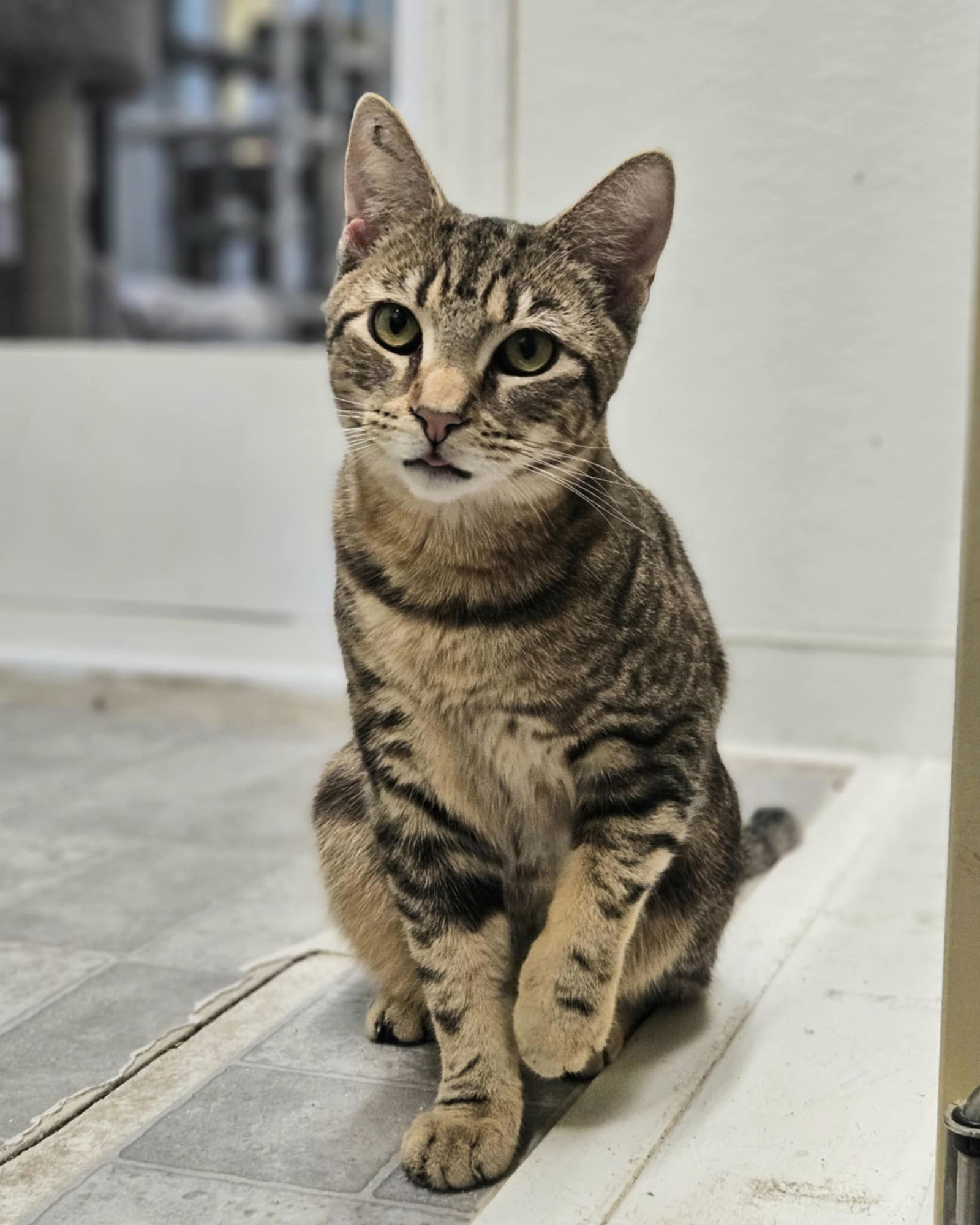 Luca