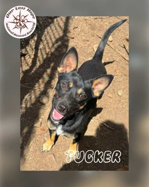 Tucker