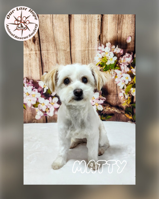 Matty