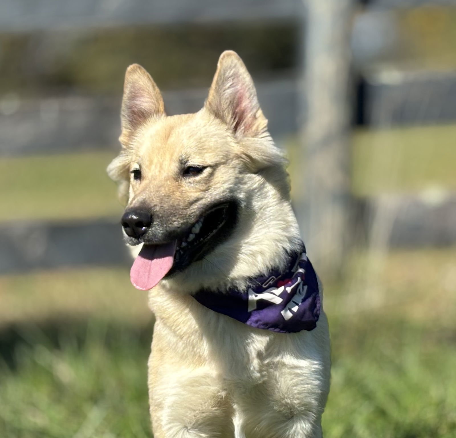 Lizzy FOSTER HOME NEEDED