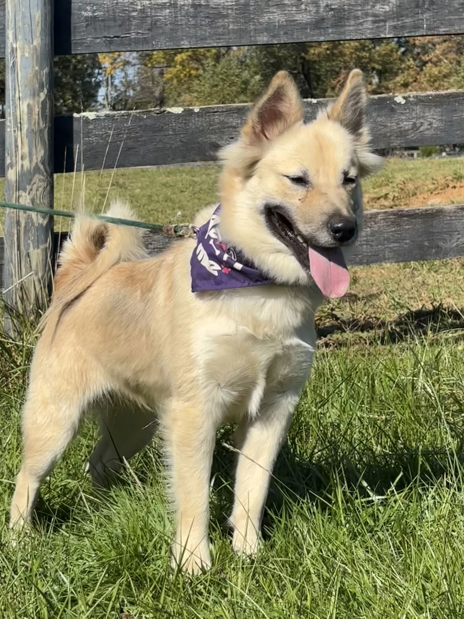 Lizzy FOSTER HOME NEEDED