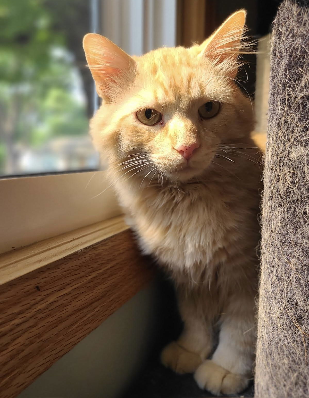 Honeybear