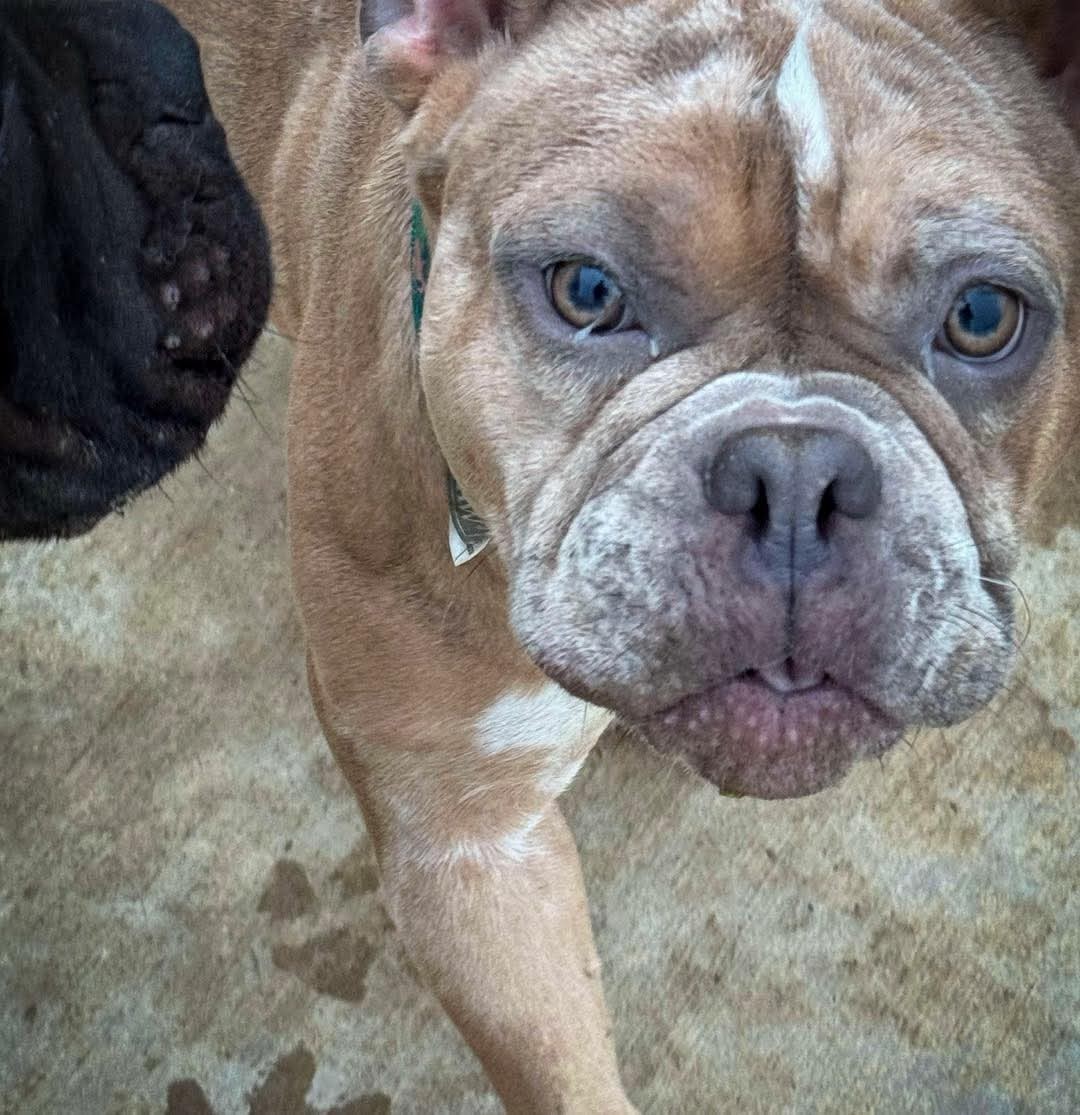 Tallula, an adoptable English Bulldog in Arlee, MT, 59821 | Photo Image 1