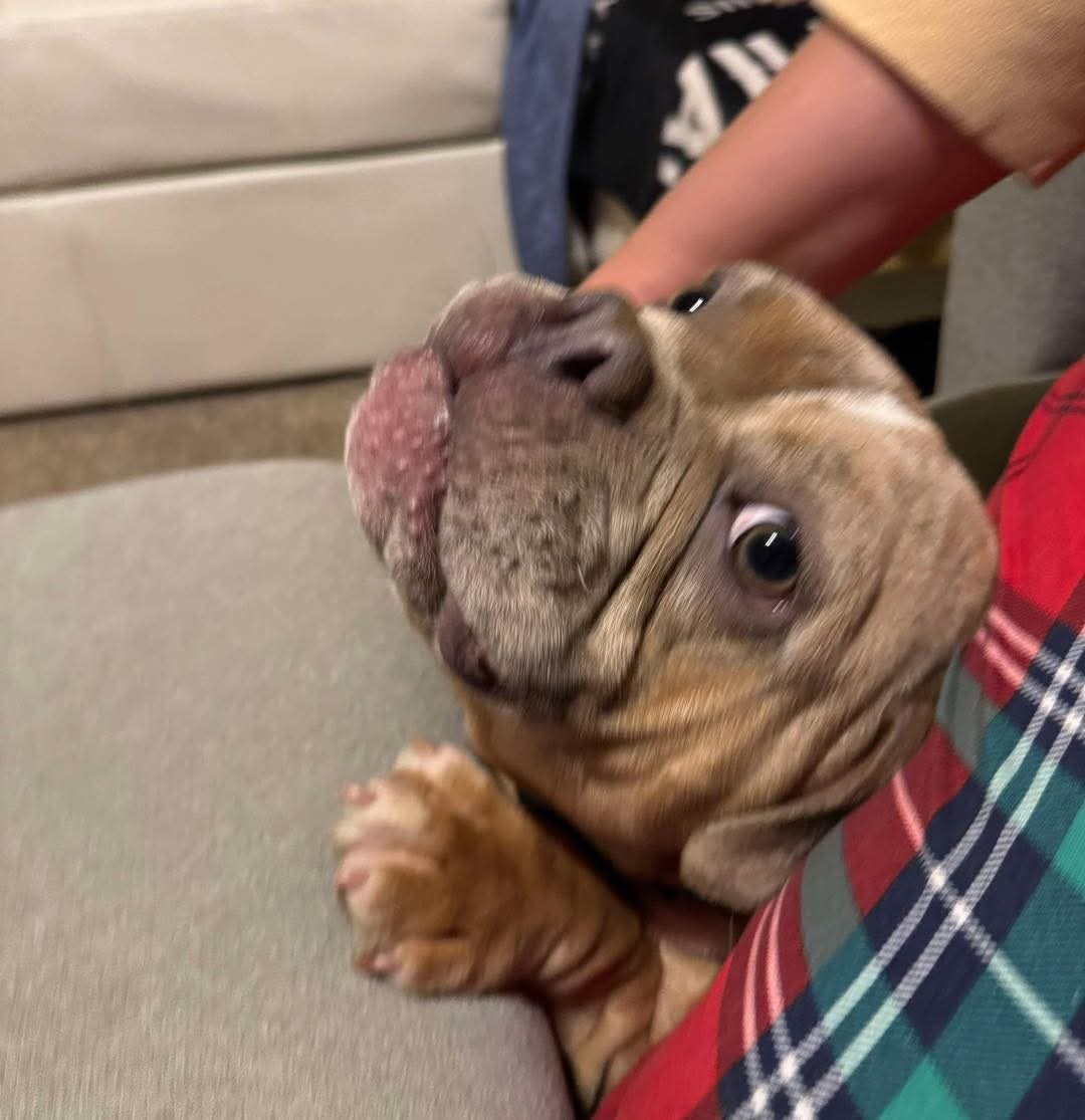 Tallula, an adoptable English Bulldog in Arlee, MT, 59821 | Photo Image 6