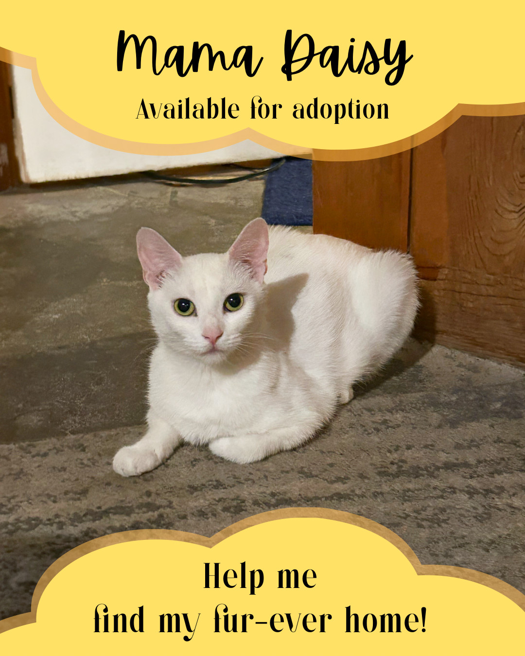 Daisy, an adoptable Domestic Short Hair in Twin Falls, ID, 83301 | Photo Image 1