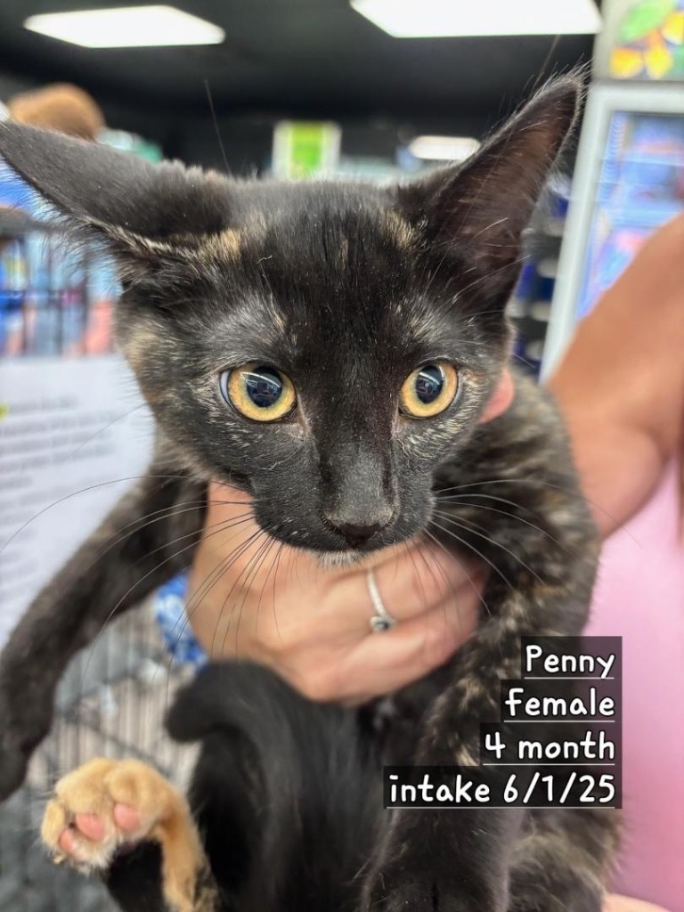 Penny