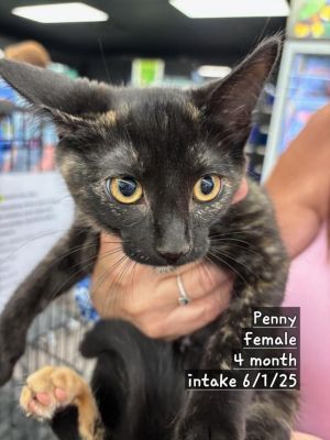 Penny, Baby Female unknown