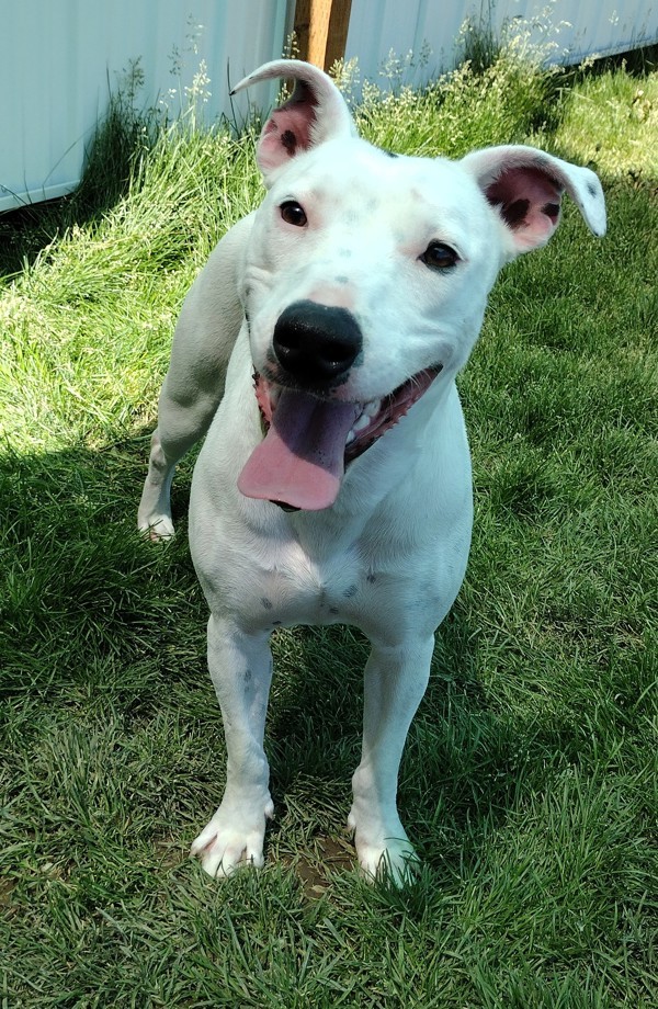 Poppy 44012, an adoptable Pit Bull Terrier in Pocatello, ID, 83205 | Photo Image 1