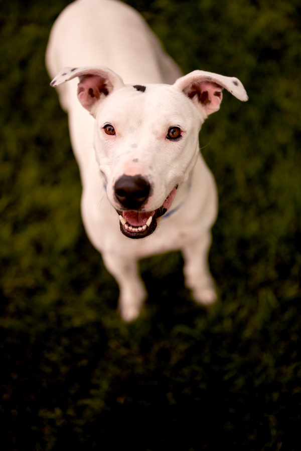 Poppy 44012, an adoptable Pit Bull Terrier in Pocatello, ID, 83205 | Photo Image 1