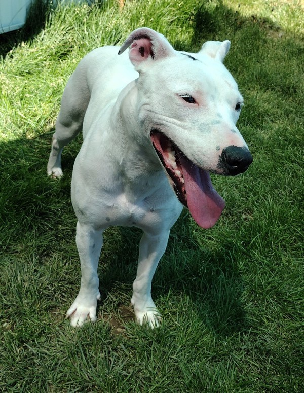 Poppy 44012, an adoptable Pit Bull Terrier in Pocatello, ID, 83205 | Photo Image 2