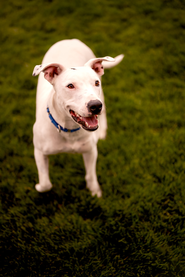 Poppy 44012, an adoptable Pit Bull Terrier in Pocatello, ID, 83205 | Photo Image 2