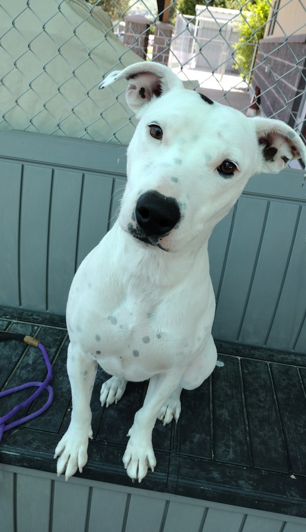 Poppy 44012, an adoptable Pit Bull Terrier in Pocatello, ID, 83205 | Photo Image 3