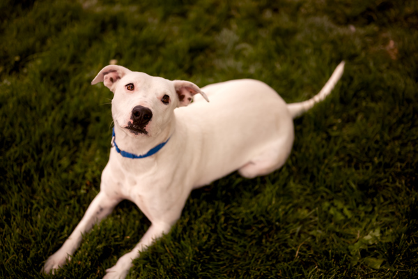 Poppy 44012, an adoptable Pit Bull Terrier in Pocatello, ID, 83205 | Photo Image 3