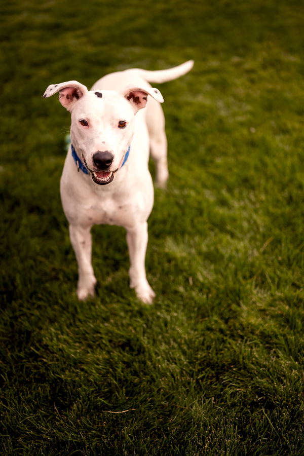 Poppy 44012, an adoptable Pit Bull Terrier in Pocatello, ID, 83205 | Photo Image 4