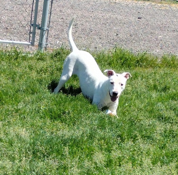 Poppy 44012, an adoptable Pit Bull Terrier in Pocatello, ID, 83205 | Photo Image 5
