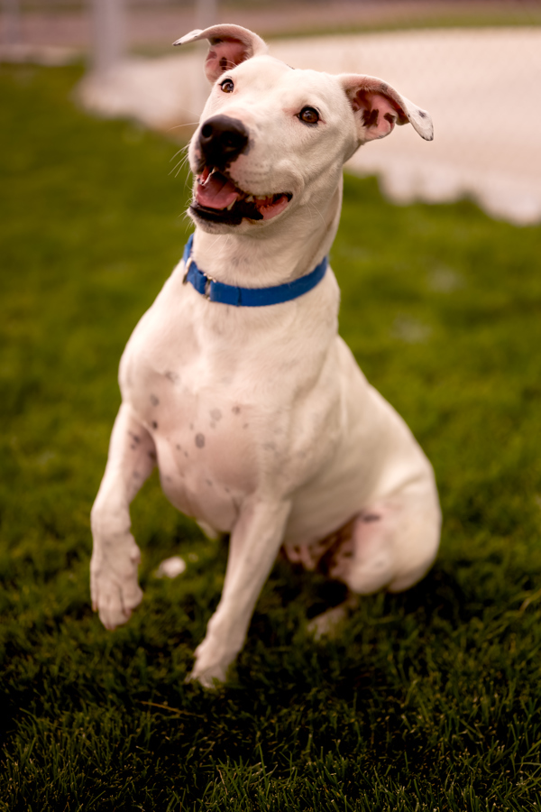 Poppy 44012, an adoptable Pit Bull Terrier in Pocatello, ID, 83205 | Photo Image 5