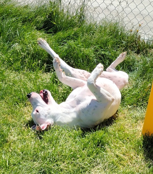 Poppy 44012, an adoptable Pit Bull Terrier in Pocatello, ID, 83205 | Photo Image 6