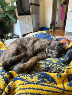 Starling Domestic Short Hair Cat