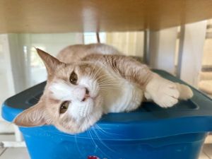 Interested in adopting me Please complete an online adoption application through one of the links a