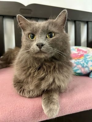 Hi my name is Fluffy but equally wonderful names for me could be Love Bug Snuggles or Cashmere bec
