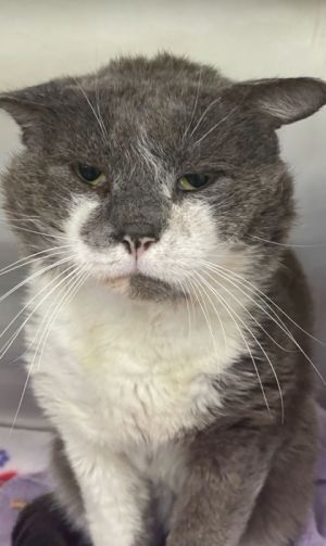 Branson Domestic Short Hair Cat