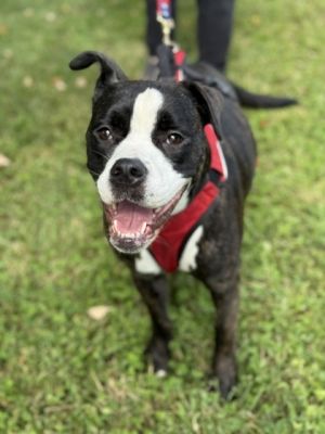 Infinity Mixed Breed Dog