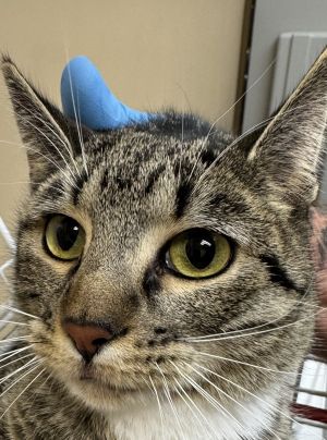 Faye Domestic Short Hair Cat