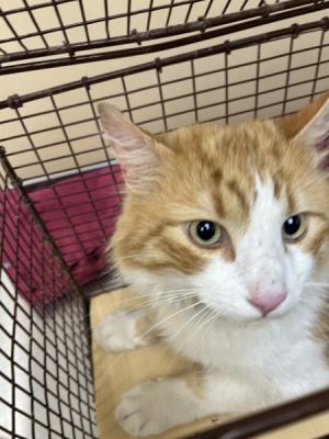 Tallie Domestic Medium Hair Cat