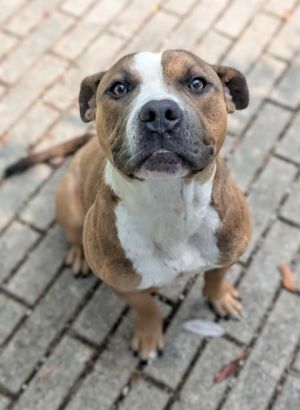 Hello Im Zorro Life at the shelter is filled with kind faces and gentle hands but I dream of a